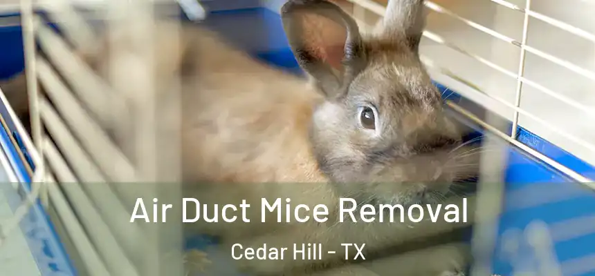  Air Duct Mice Removal Cedar Hill - TX